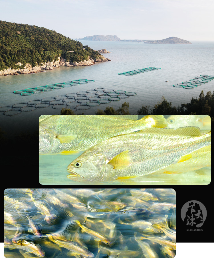 百姓渔村冰鲜大陈岛黄鱼1-1.2斤/8条-鱼很鲜 ·b2b2c商城